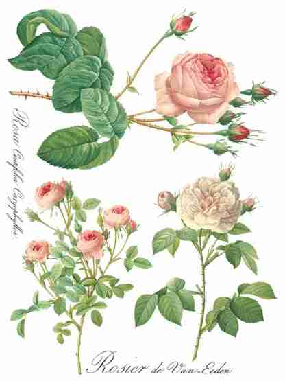 Iron Orchid Designs Transfer Rose Botanical - Afbeelding 6