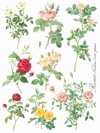 Iron Orchid Designs Transfer Rose Botanical - Afbeelding 7