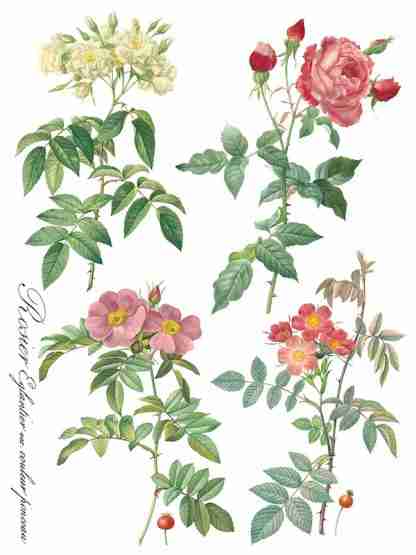 Iron Orchid Designs Transfer Rose Botanical - Afbeelding 8