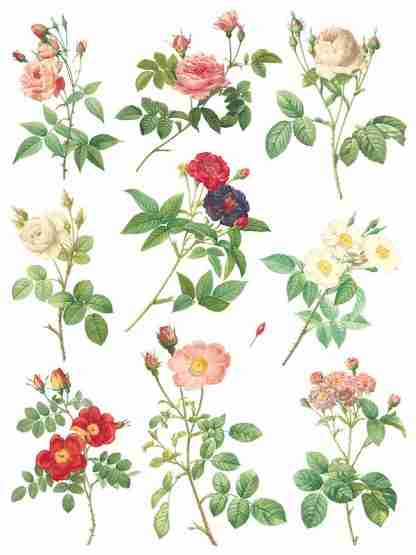 Copy of Rose Botanical page 8 sml