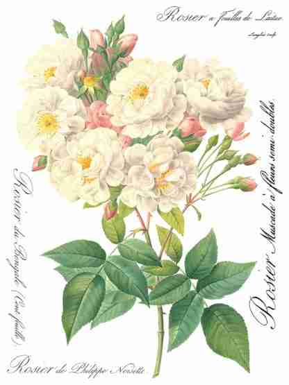 Rose Botanical page 1 sml