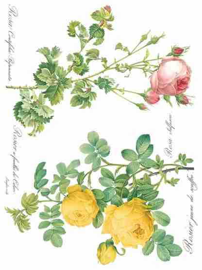 Rose Botanical page 2 sml