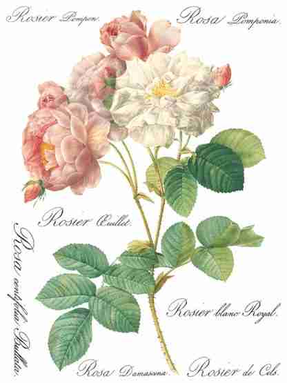 Iron Orchid Designs Transfer Rose Botanical - Afbeelding 2