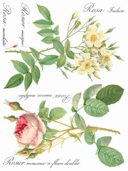 Iron Orchid Designs Transfer Rose Botanical - Afbeelding 3