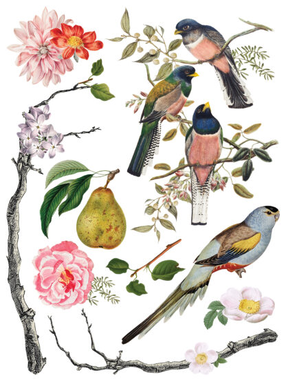 Iron Orchid Designs Transfer Menagerie - Afbeelding 4