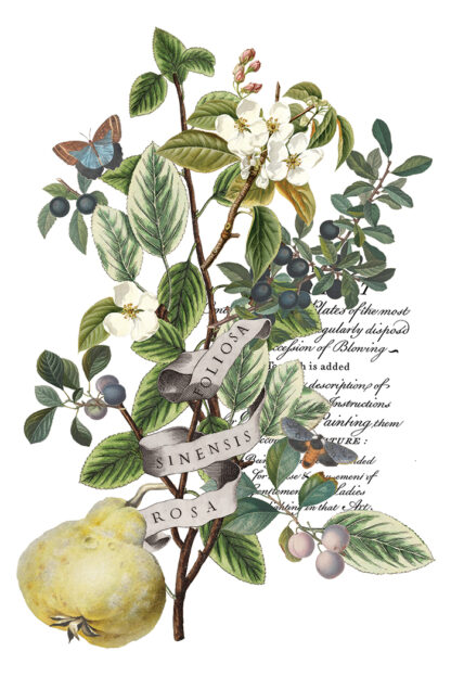 Iron orchid designs Christmas transfer Clementine( 8 vellen) limited edition - Afbeelding 4